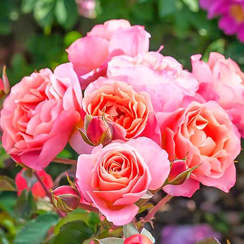 Роза флорибунда Тренди Фешн изображение 1 артикул 4982