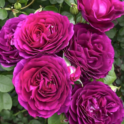 Роза флорибунда Твайлайт Зоун (Twilight Zone) изображение 1 артикул 6086