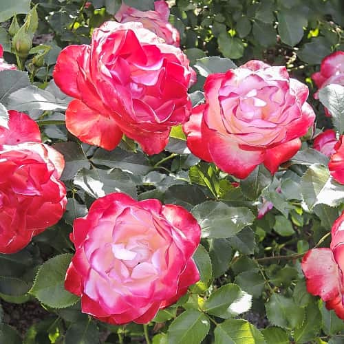 Роза флорибунда Юбилей Принца Монако (Jubile du Prince de Monaco) изображение 1 артикул 6087