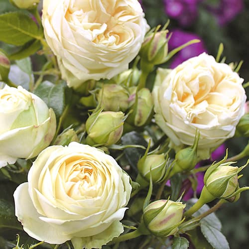 Роза флорибунда Веддинг Пиано (Wedding Piano) изображение 1 артикул 6081