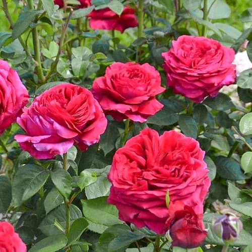 Роза флорибунда Ветра изображение 1 артикул 3792