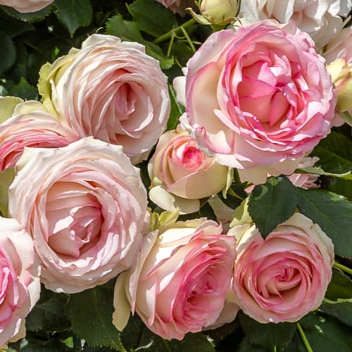 Роза флорибунда Эден Романтика (Eden Romantica) изображение 1 артикул 2057