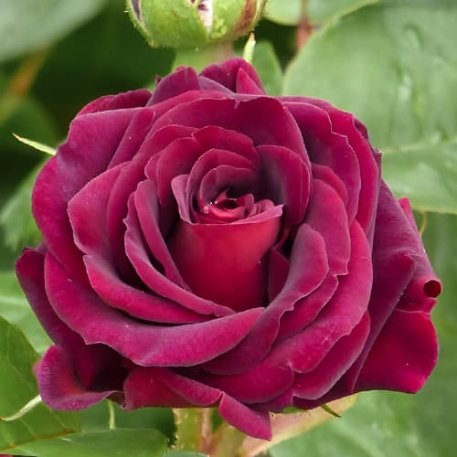 Роза флорибунда Кэтис Роуз (Katie's Rose) изображение 1 артикул 2058