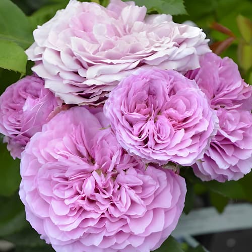 Роза флорибунда Лавендер Айс (Lavender Ice) изображение 1 артикул 2056