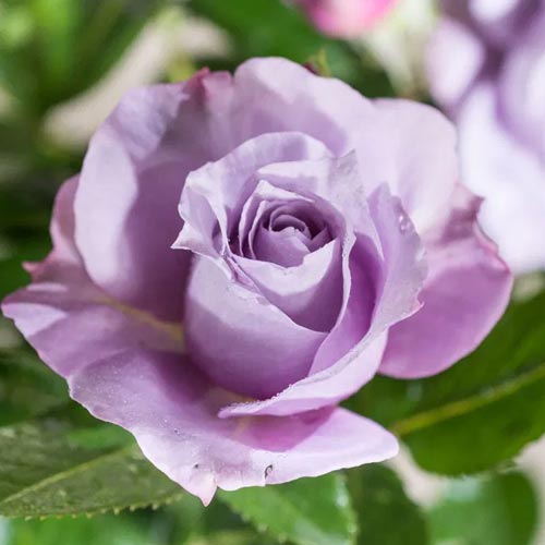 Роза чайно-гибридная Новалис (Novalis) изображение 1 артикул 2127