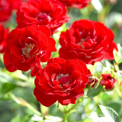 Роза парковая Аделаида Худлесс артикул фото 1 Роза парковая Аделаида Худлесс изображение 1 артикул 4601