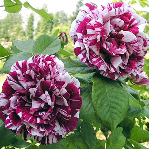 Роза парковая Фердинанд Пичард изображение 2 артикул 3555