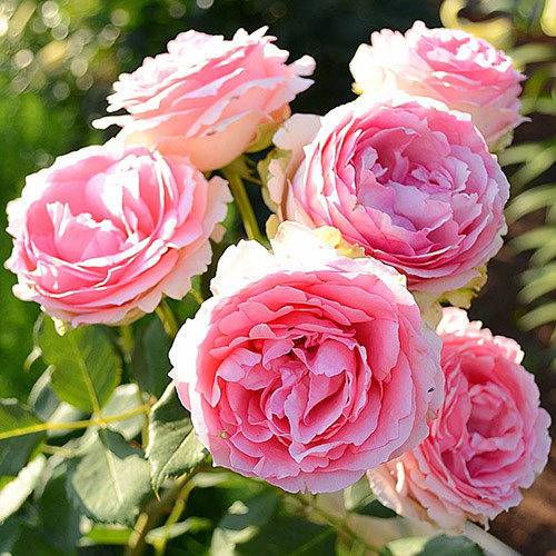 Роза парковая Ферст Леди изображение 1 артикул 3556