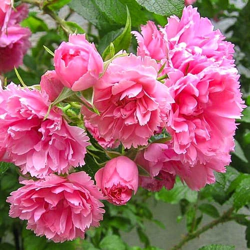 Роза парковая Пинк Гротендорст изображение 1 артикул 4602