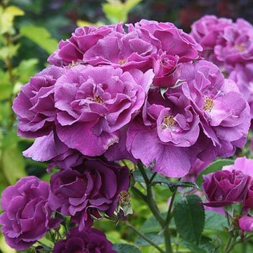 Роза парковая Рапсодия ин Блю изображение 1 артикул 3549