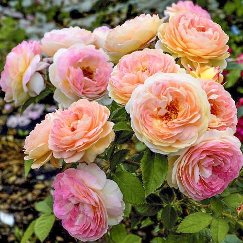 Роза парковая Розоман Жанон, C2 изображение 1 артикул 3816