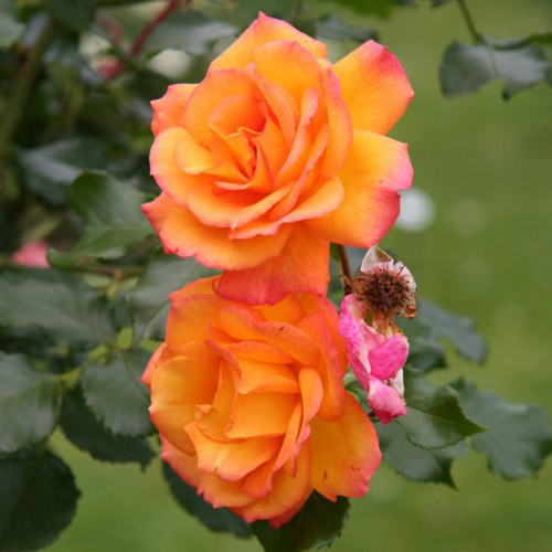 Роза парковая Сахара изображение 1 артикул 3552