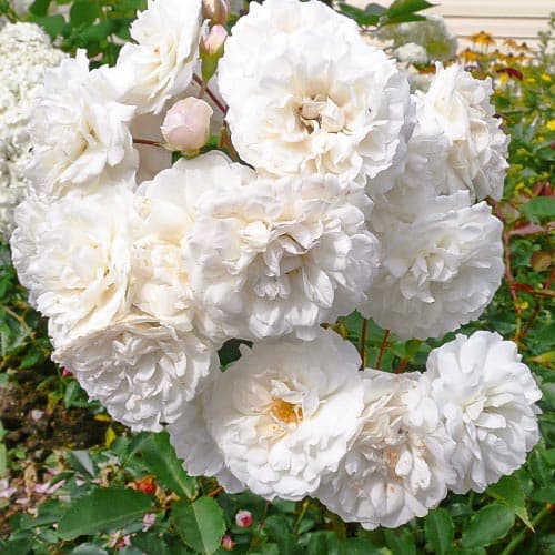 Роза Сноу Баллет артикул фото 1 Роза Сноу Баллет изображение 1 артикул 3554