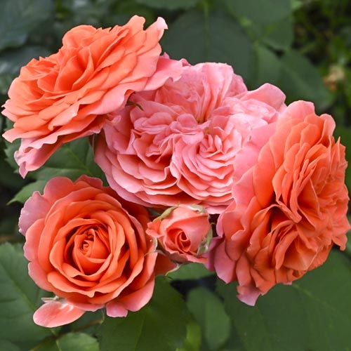 Роза парковая зимостойкая Эмильен Гийо, C2 артикул фото 1 Роза парковая зимостойкая Эмильен Гийо, C2 изображение 1 артикул 3815