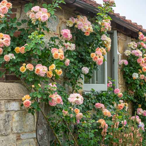 Роза плетистая Алхимист (Alchymist) изображение 1 артикул 2150