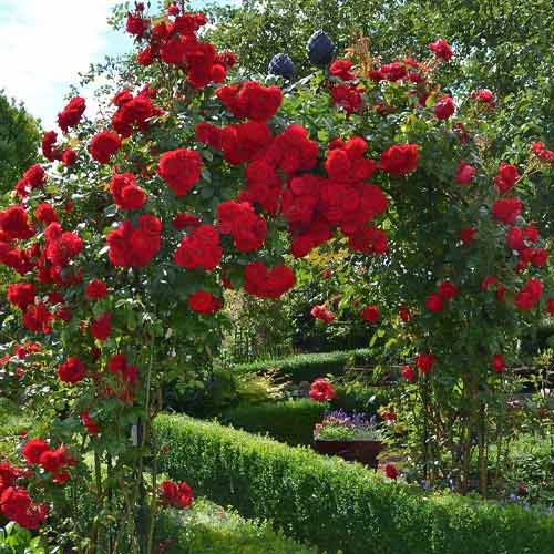 Роза плетистая Амадеус (Amadeus) изображение 1 артикул 2151