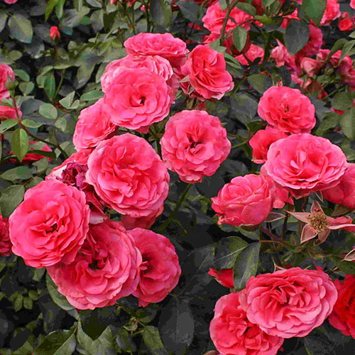 Роза плетистая Антик изображение 1 артикул 3703