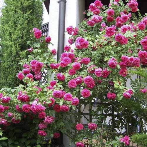 Роза плетистая Антика, C2 изображение 1 артикул 3891