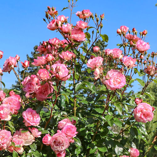 Роза плетистая Арлекин артикул фото 1 Роза плетистая Арлекин изображение 1 артикул 3704