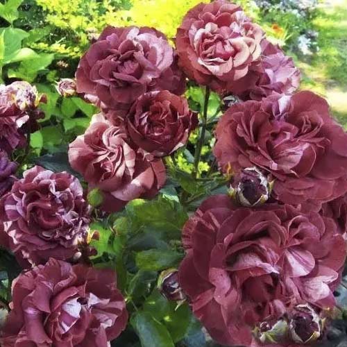 Роза плетистая Брауни (Brownie) изображение 1 артикул 6066