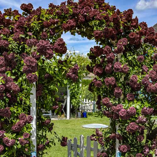 Роза плетистая Черный Принц (Black Prince) артикул фото 1 Роза плетистая Черный Принц (Black Prince) изображение 1 артикул 2184