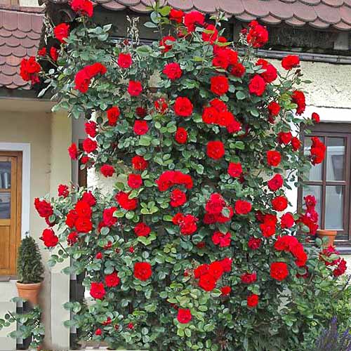 Роза плетистая Девичьи грезы артикул фото 1 Роза плетистая Девичьи грезы изображение 1 артикул 2160