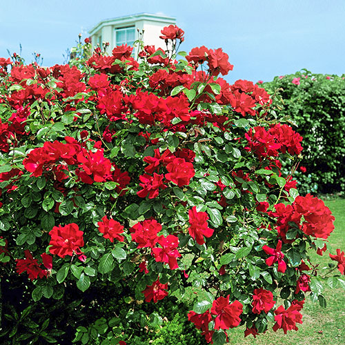 Роза плетистая Дон Жуан изображение 1 артикул 3518