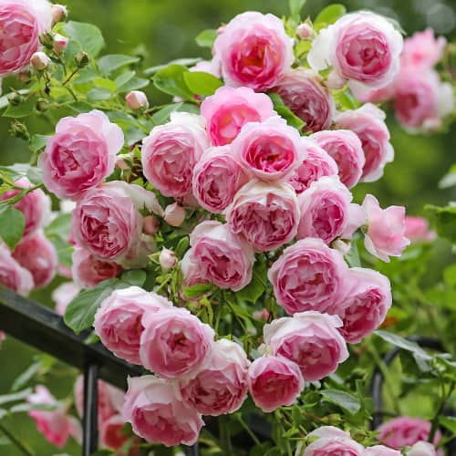 Роза плетистая Эден Роуз (Eden Rose) изображение 1 артикул 3705