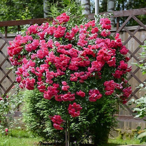 Роза плетистая Эксцельза артикул фото 1 Роза плетистая Эксцельза изображение 1 артикул 3788