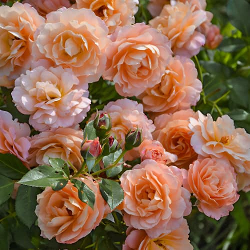 Роза плетистая Эприкот Скай (Apricot Sky) изображение 1 артикул 3523