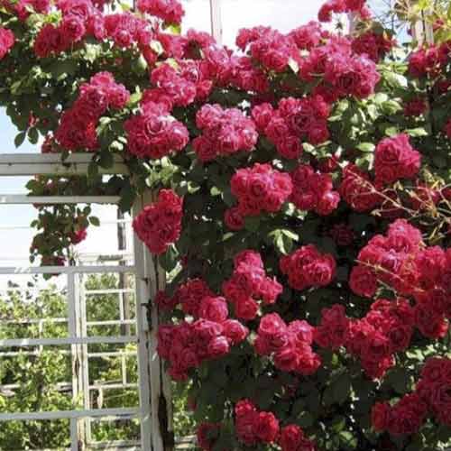 Роза плетистая Эрик Таберли (Eric Tabarly) изображение 1 артикул 6071