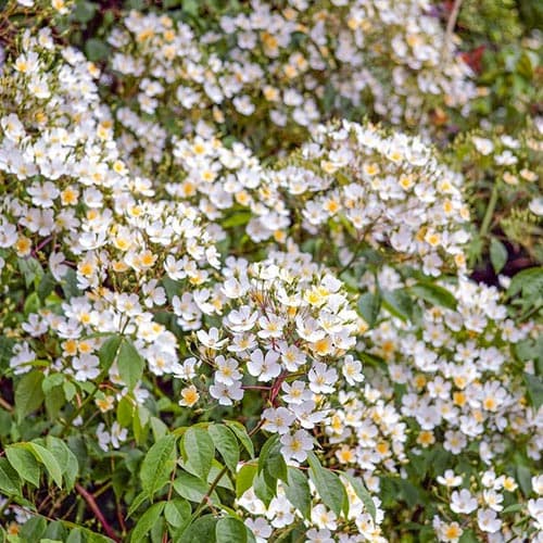 Роза плетистая Филипп Кифтсгейт артикул фото 1 Роза плетистая Филипп Кифтсгейт изображение 1 артикул 3785