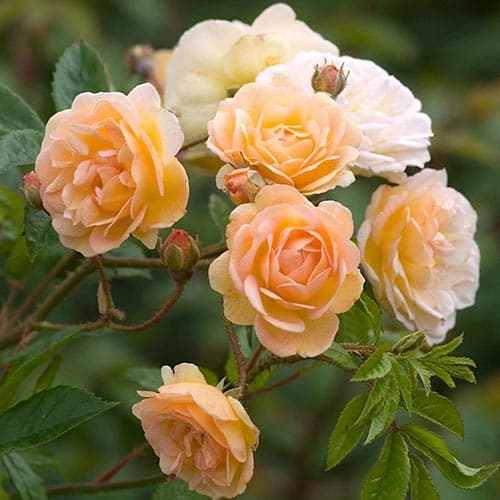 Роза плетистая Гислен де Фелигонд изображение 2 артикул 3772