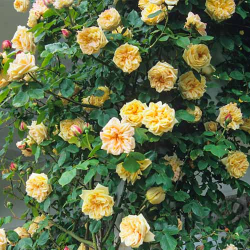 Роза плетистая Глория Клайминг (Gloria Climbing) изображение 1 артикул 2155