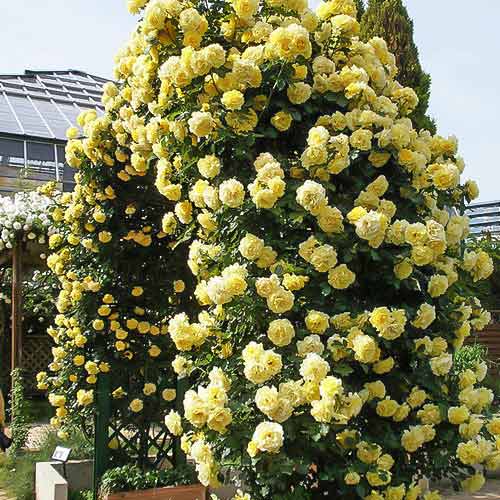 Роза плетистая Голден Ковер (Golden Cover) изображение 1 артикул 2156