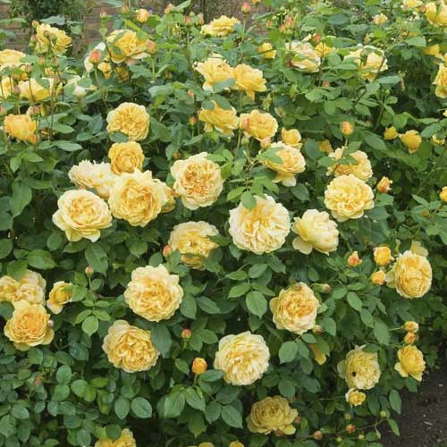 Роза плетистая Голден Парфюм (Golden Parfyum) изображение 1 артикул 6067