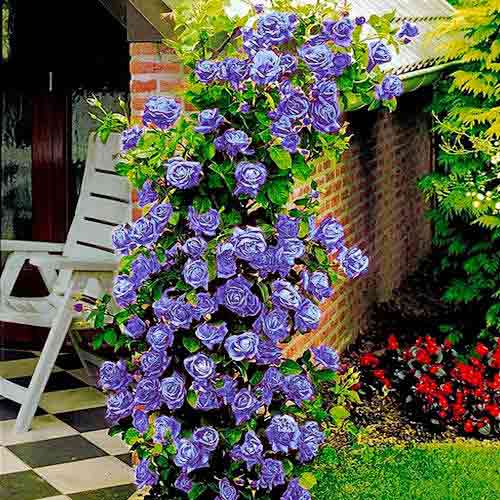 Роза плетистая Голубая изображение 1 артикул 2158