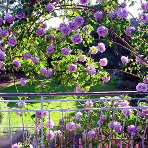 Роза плетистая Индиголетта (Indigoletta) изображение 1 артикул 2164