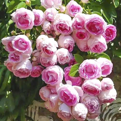 Роза плетистая Жасмина артикул фото 1 Роза плетистая Жасмина изображение 1 артикул 2161