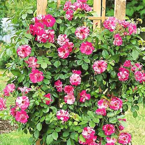 Роза плетистая Калипсо, C2 изображение 1 артикул 3818