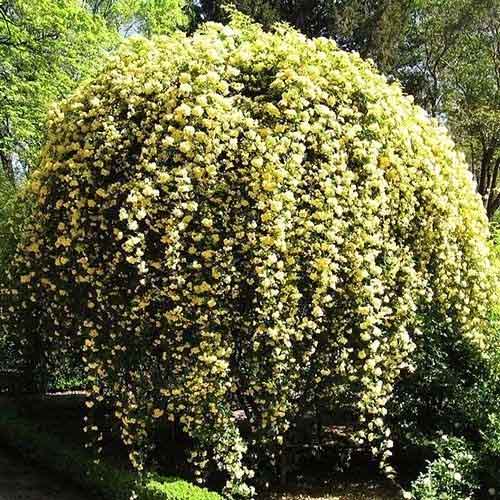 Роза плетистая Леди Бэнкс Еллоу (Lady Banks Yellow) изображение 1 артикул 6003