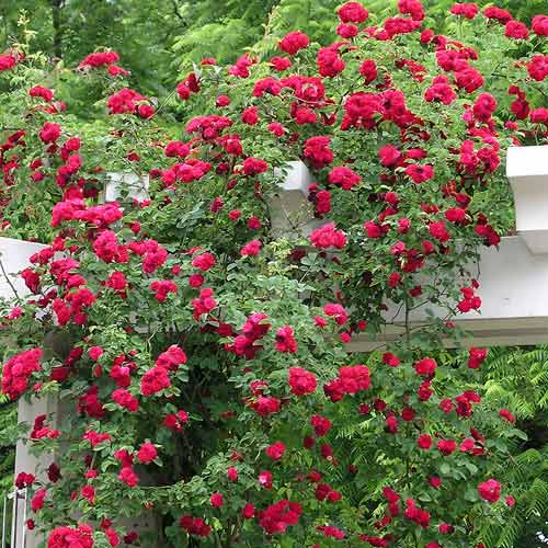 Роза плетистая Малиновая крупная (All Rasberry) изображение 1 артикул 2169