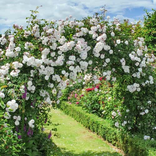 Роза плетистая Мон Блан (Mont Blanc) изображение 1 артикул 2170