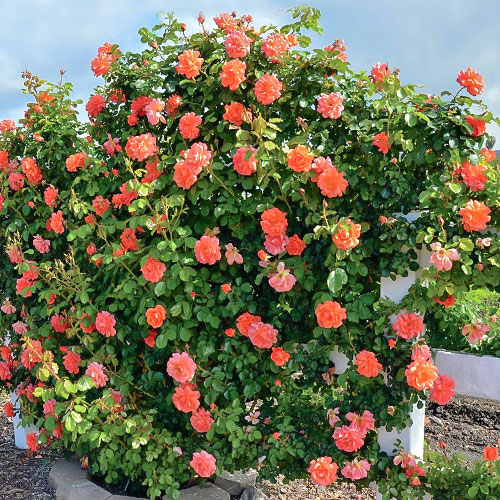 Роза плетистая Оранж Лемон изображение 1 артикул 3707