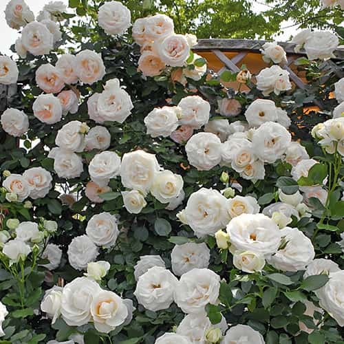 Роза плетистая Пале Рояль (Palais Royal) изображение 1 артикул 1514