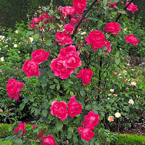 Роза плетистая Парад изображение 1 артикул 3519