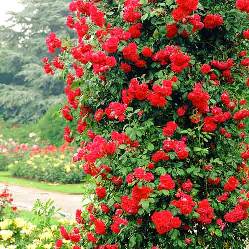 Роза плетистая Пол Скарлет артикул фото 1 Роза плетистая Пол Скарлет изображение 1 артикул 2176