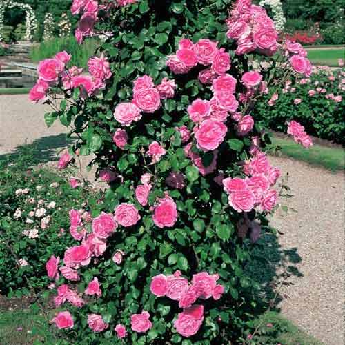 Роза плетистая Пинк Клауд изображение 1 артикул 2736