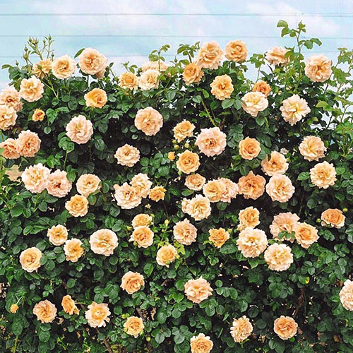 Роза плетистая Полька изображение 1 артикул 2177