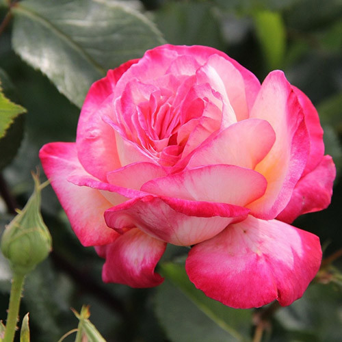 Роза плетистая Рина Хернолд артикул фото 1 Роза плетистая Рина Хернолд изображение 1 артикул 3520